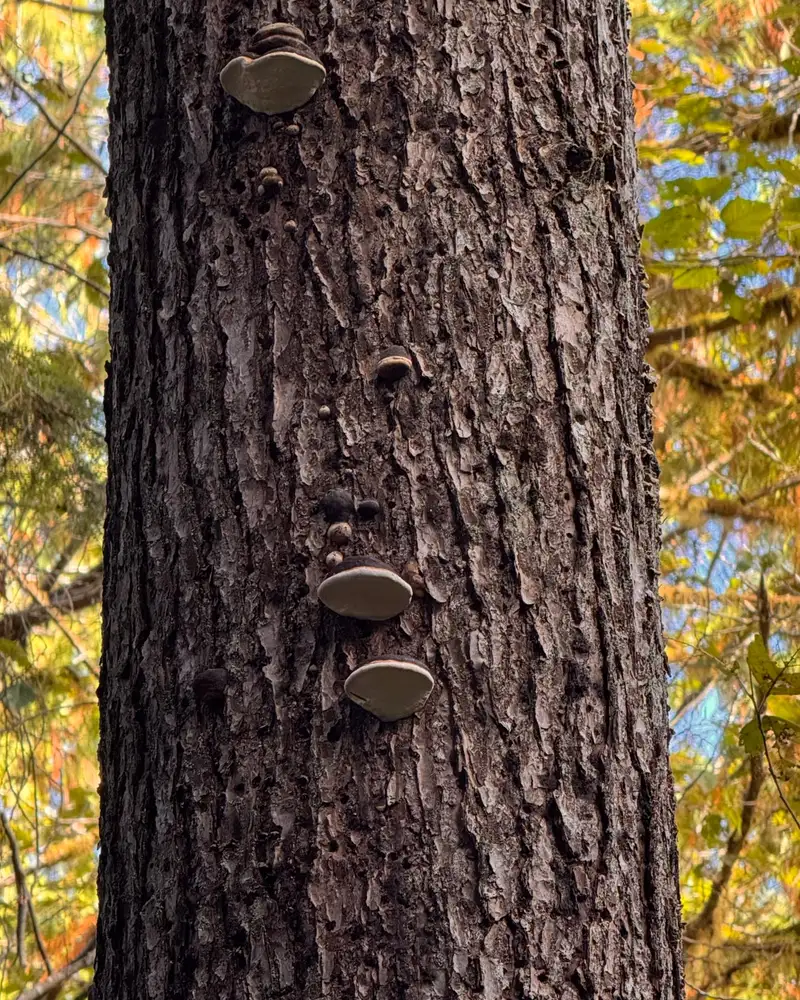 A tree with steps on it
