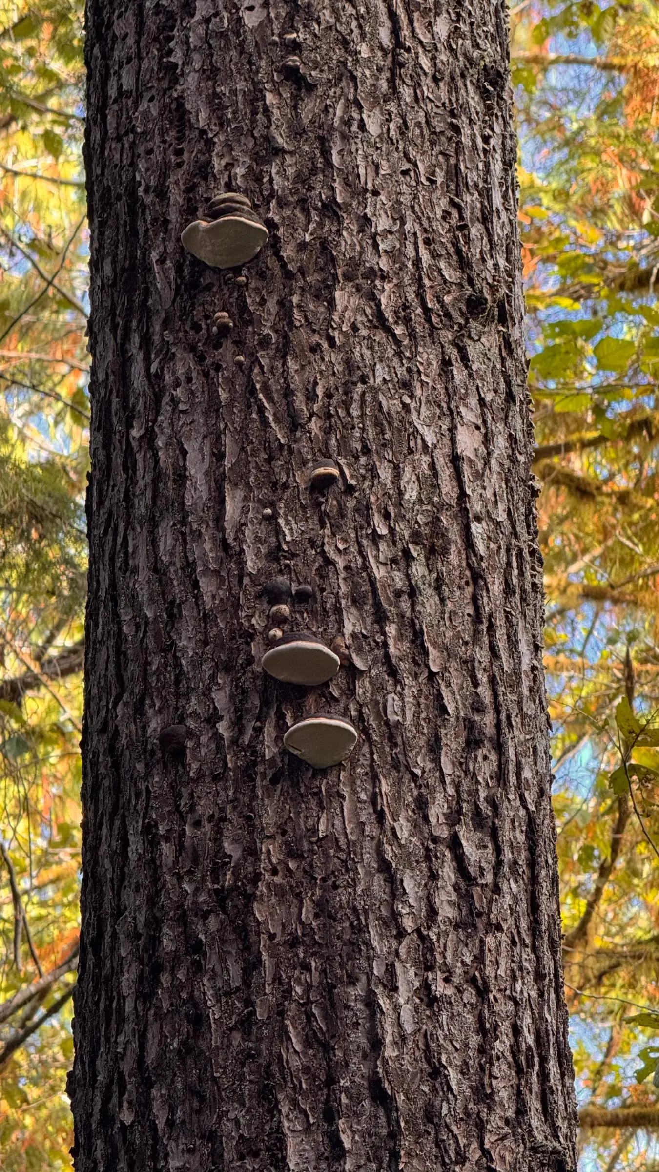 A tree with steps on it